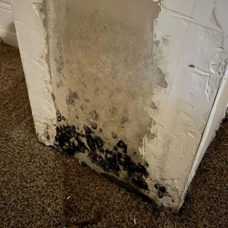 Professional Mold Removal in Madison County, ID